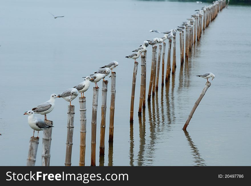 Seagull Sit On Bamboo