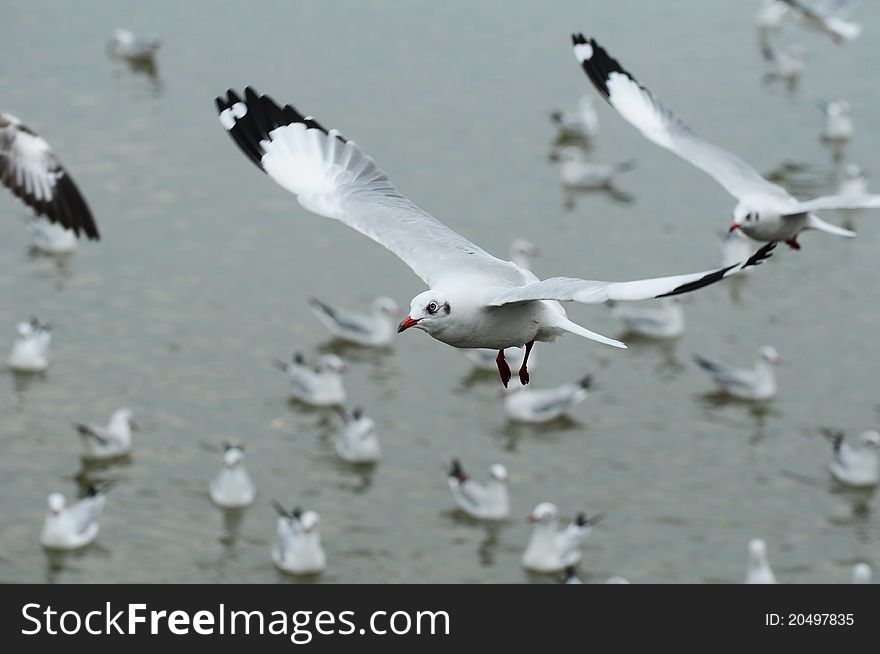 Image of flying seagull in thailand