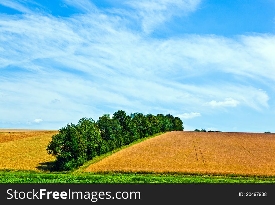 Landscape with row of trees in a farming area under blue sky