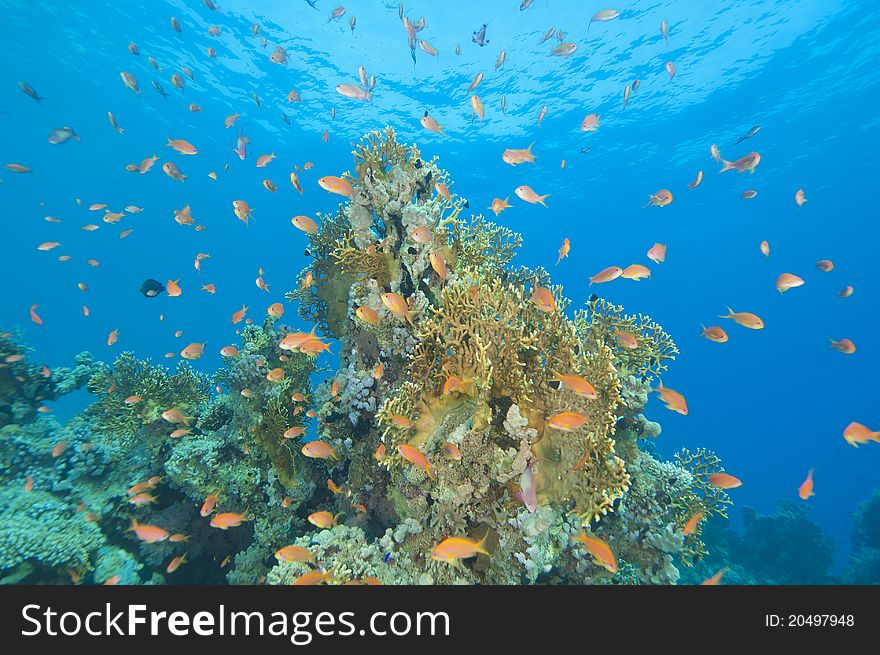 Stunning tropical coral reef scene with fire coral and anthias fish. Stunning tropical coral reef scene with fire coral and anthias fish