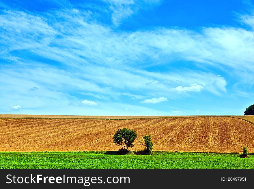 Landscape with row of trees in a farming area under blue sky