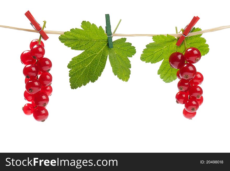 Redcurrant On A Clothesline