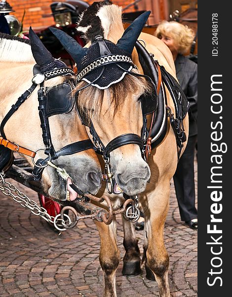 Head Of Stagecoach Horses In Detail