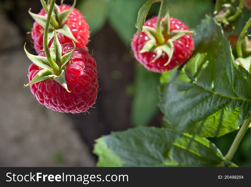 Red raspberry on the branch.