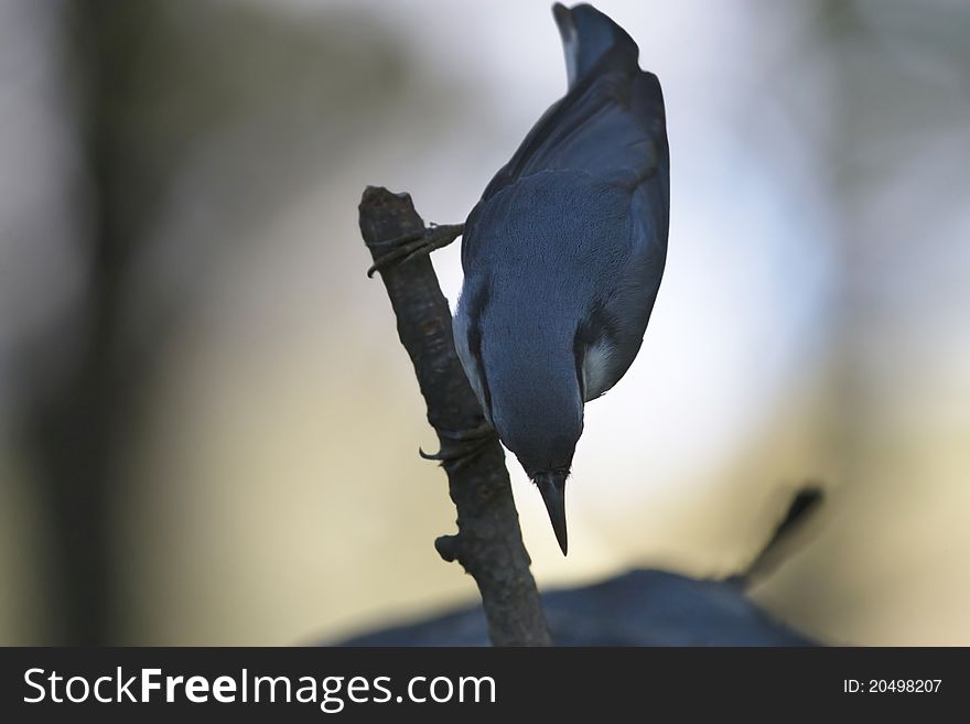 Nuthatch on branch hanging upside down