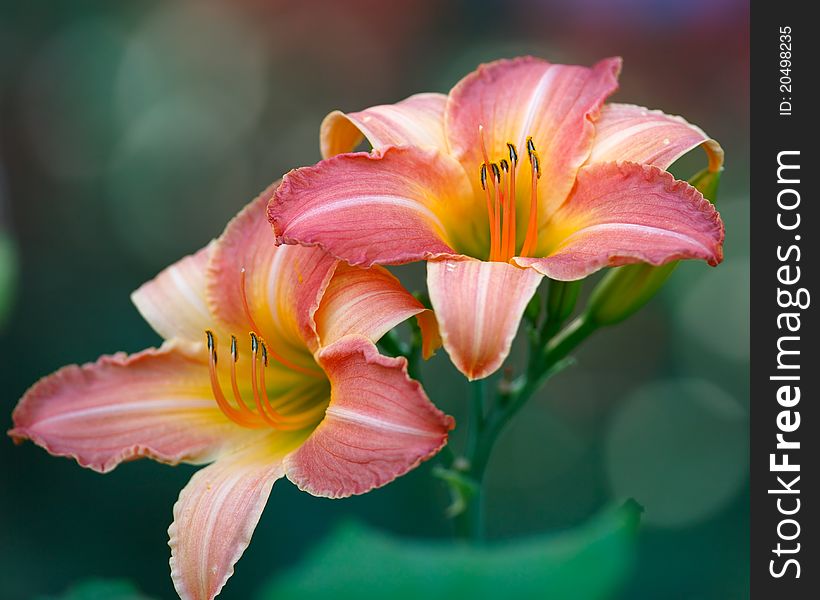 Pink Day Lilies