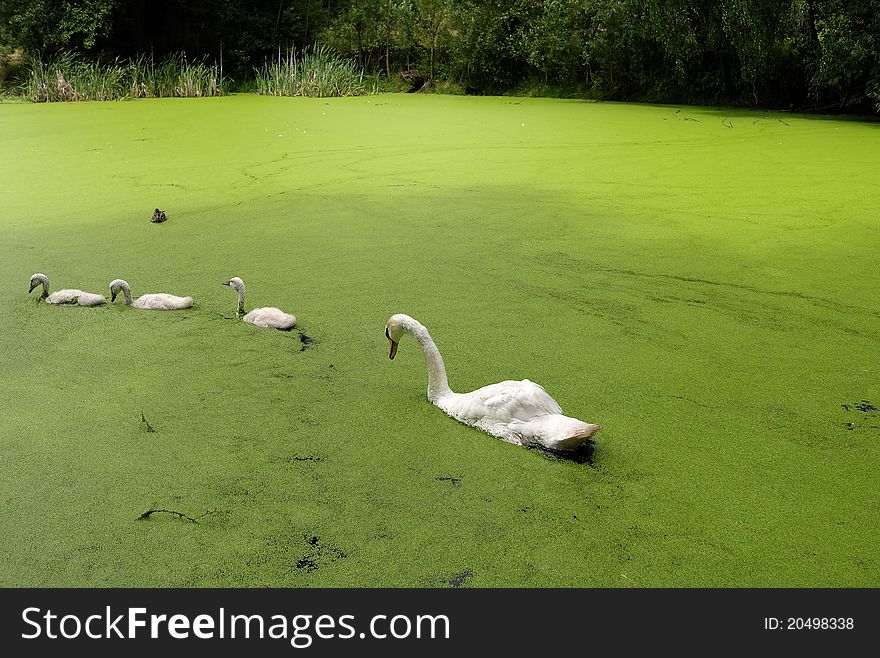 White swans on the green pond.