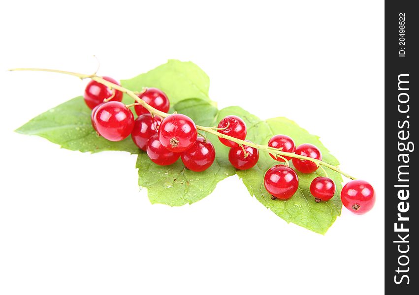 Red Currant fruits on mint leaves on white background