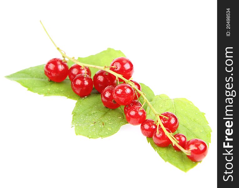 Red Currant fruits on mint leaves on white background