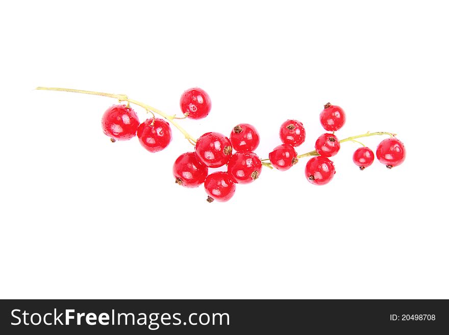 Red Currant on white background