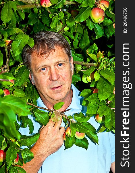 Man in apple tree