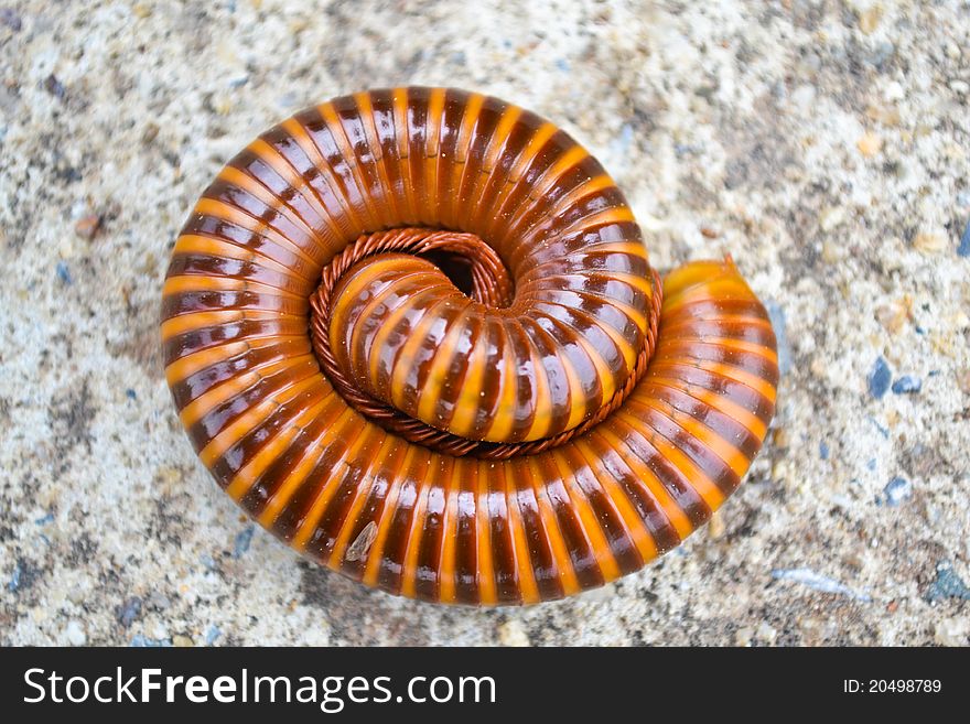 Millipede On the road thailand