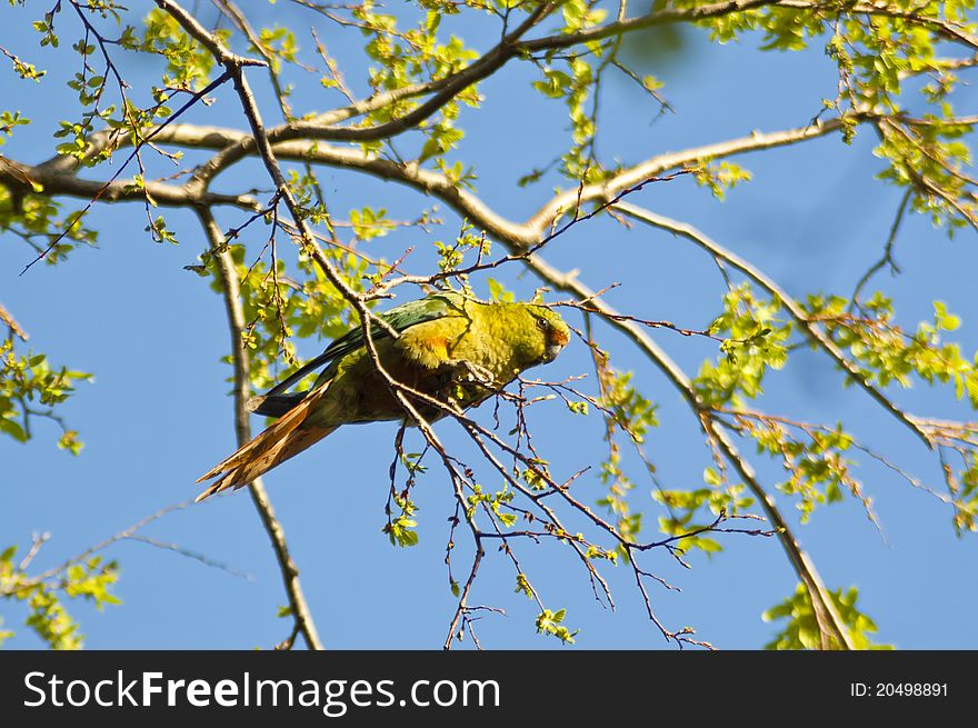 Austral Parakeet (Enicognathus ferrugineus).It is a parrot found on the southern tip of South America