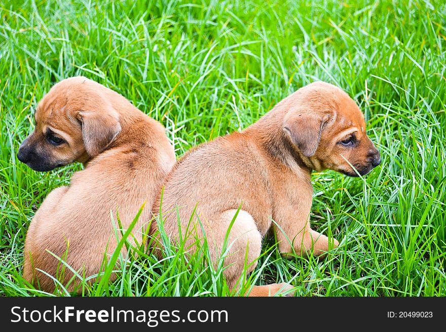 Two dogs on the lawn. Two dogs on the lawn