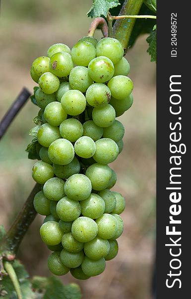 Bunch of green grapes in the summer