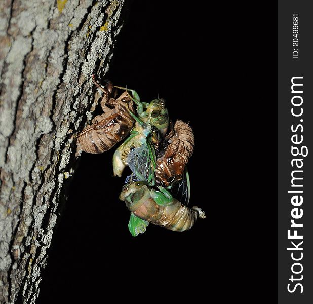 Cicada hatched on top of another Cicada. Cicada hatched on top of another Cicada