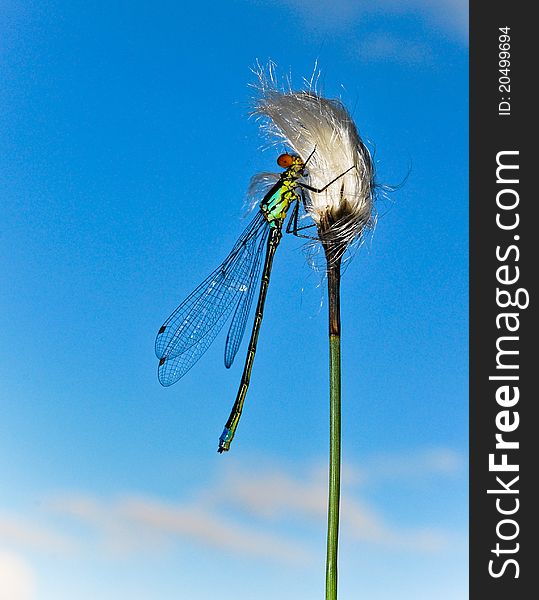 A beautiful dragonfly holding on to a straw.