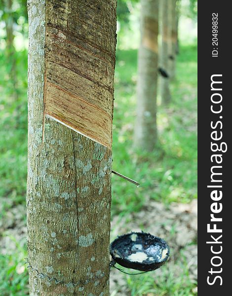 View of rubber tree in Thailand