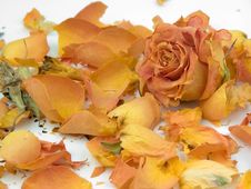Rose Petals Stock Image Rose Petals Stock Image