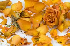 Rose Petals Stock Images Rose Petals Stock Images