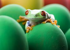 Free Frog And Eggs Stock Photography - 2052612