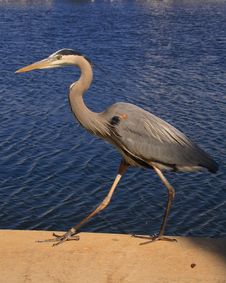 Great Blue Heron Walking Stock Photos