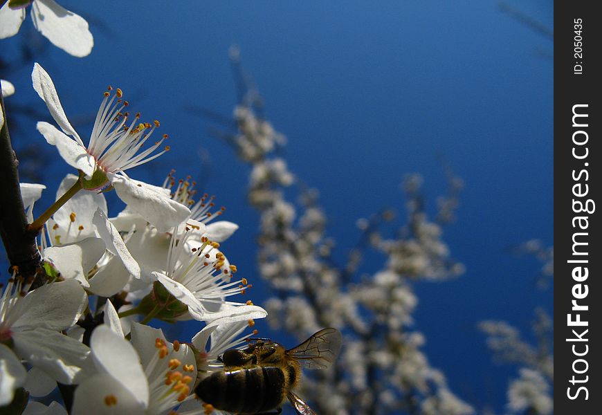 Honey bee on a flower. Honey bee on a flower