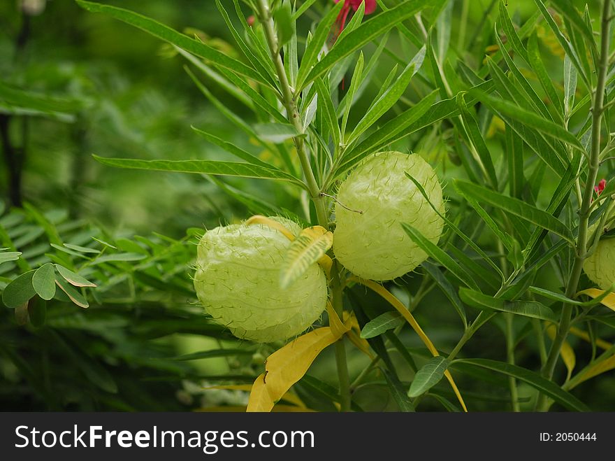 A pair of lantern fruits in the parks