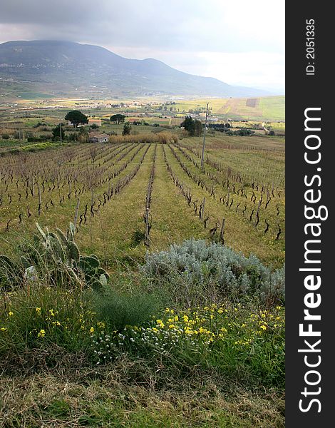 Contry view: Vineyards cultivations