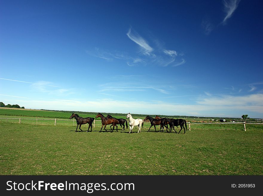 A Few Horses In A Field.