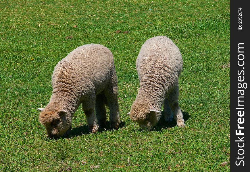 SHEEP EATING IN A GREEN FIELD IN PATAGONIA ARGENTINA