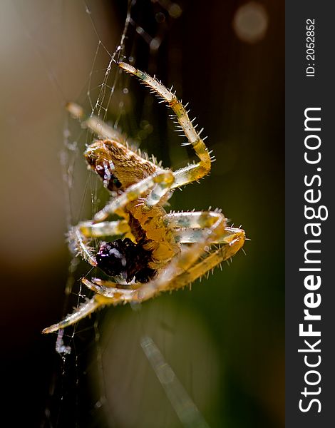 Spider eats the fly, macro photo