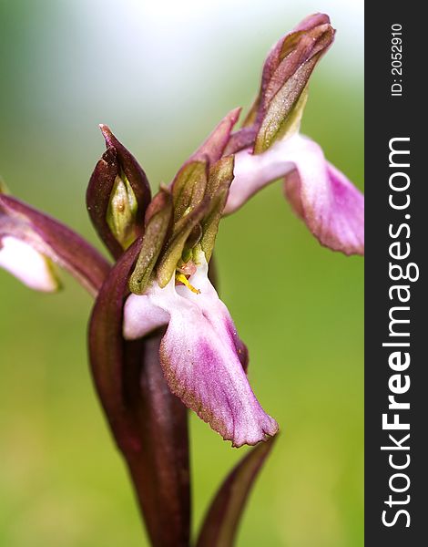 Orchis Collina is a rare and seasonal  sicilian flower