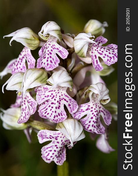 Orchis Lactea is a rare and seasonal sicilian flower