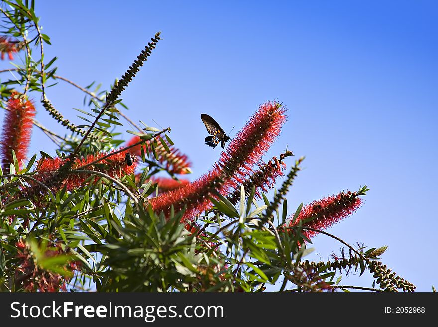 A bottle brush tree in full bloom attracts butterfly. A bottle brush tree in full bloom attracts butterfly.