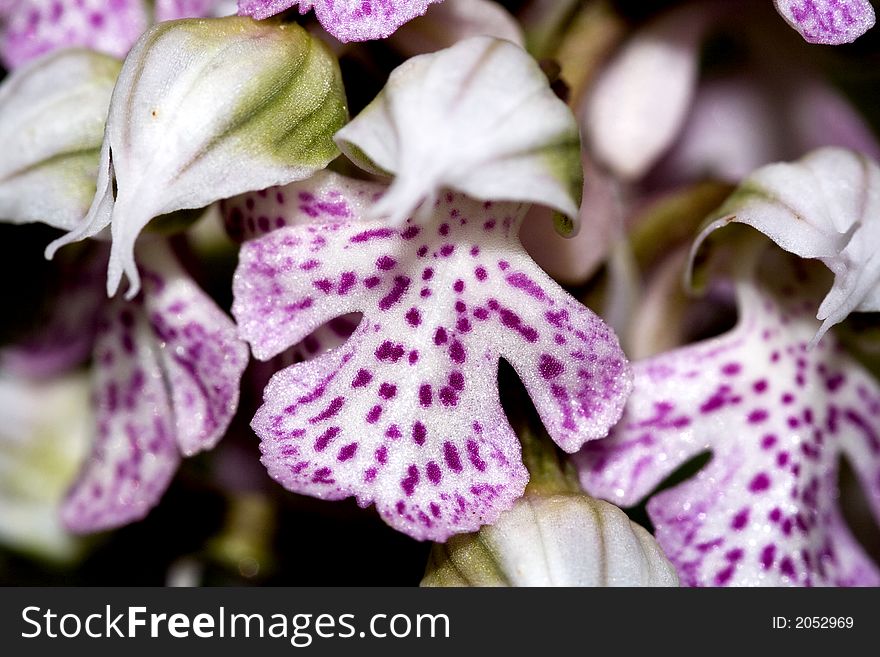 Orchis Lactea is a rare and seasonal  sicilian flower