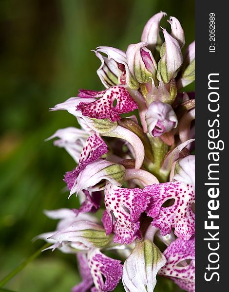 Orchis Lactea is a rare and seasonal  sicilian flower