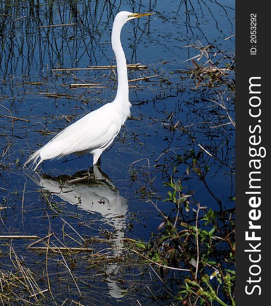Thisd is a white egret,found in largo florida.