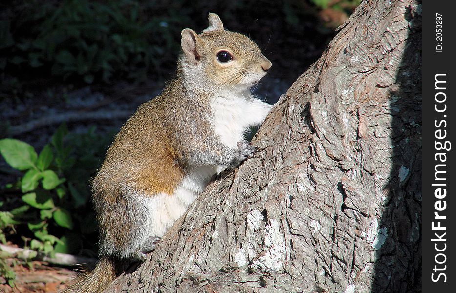 This s a southern squirrel.