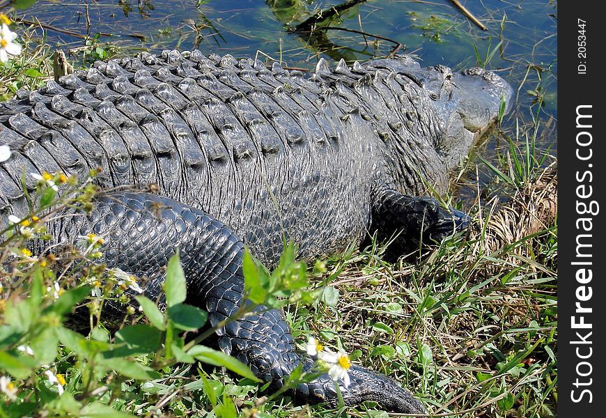This is a american alligator in the wild. I find them in lakes and swamps, throughout florida.