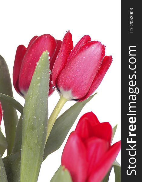 Red, rain-speckled tulips against a white background. Red, rain-speckled tulips against a white background.