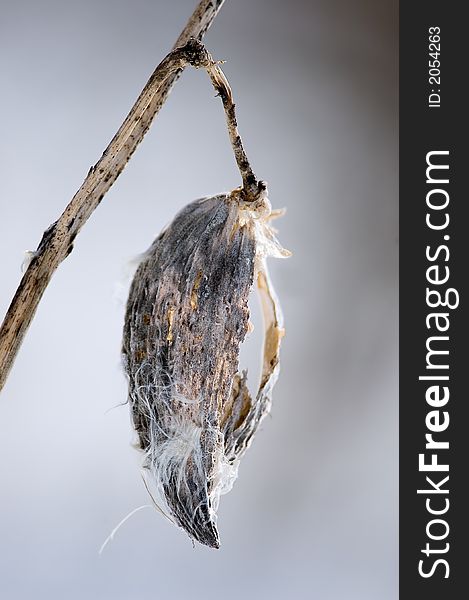 A frozen milkweed pod in the middle of Winter.