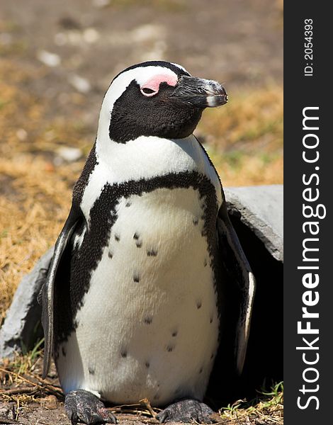 Jackass Penguin (Demersus Spheniscus)