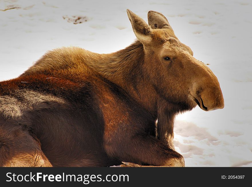Moose with ears up lying on the snow