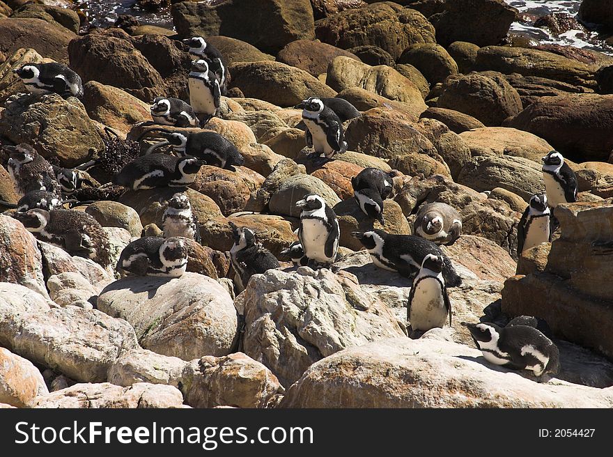 Jackass Penguins (Demersus Spheniscus) from Stoney Point colony in South Africa. Penguins are lying and standing on the rocks next to the ocean. Very sunny day.