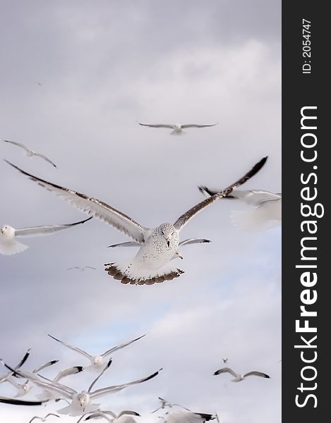 Seagulls in flight on a partly cloudy day. Seagulls in flight on a partly cloudy day.