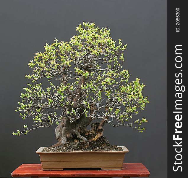 Chinese Quince As Bonsai In Spring