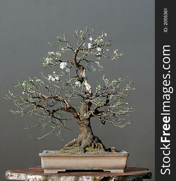 Wild Cherry As Bonsai In Spring