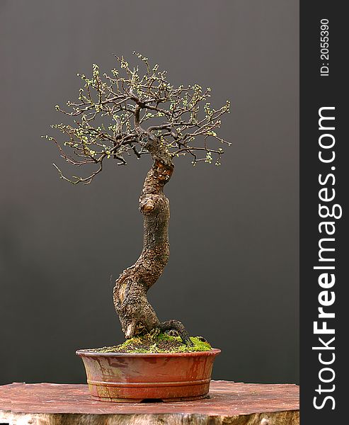 Blackthorn bonsai in spring