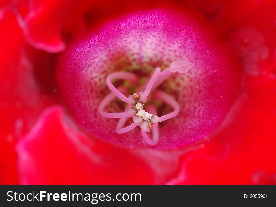 Close up of red flower. Close up of red flower